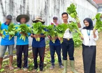 Dari Balik Tembok Lapas, Warga Binaan Kotaagung Panen Sawi untuk Ketahanan Pangan