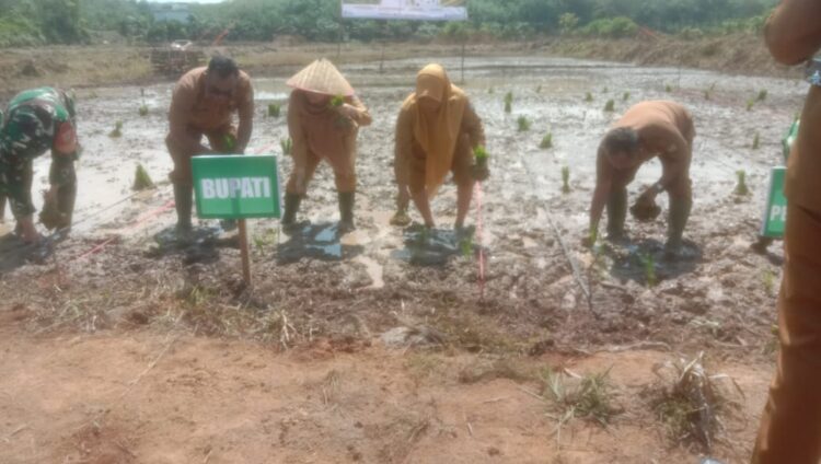 Pemerintah Muratara Canangkan Gerakan Tanam dan Cetak Sawah Rakyat, Antisipasi Dampak El-Nino
